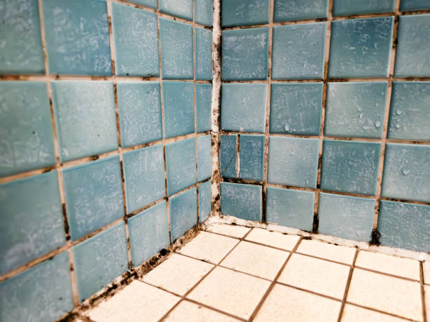 Best Real Estate Mold Inspection  in Seneca, SC